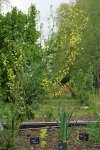 Chou de Bruxelles (Brassica oleracea gemmifera) en floraison