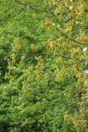 chêne pédonculé (Quercus robur) en floraison
