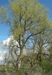 saules blancs mâles (Salix alba) en floraison