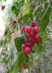 morelle douce-amère en fruit (Velay, fin juillet)