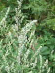 armoise en boutons (Artemisia vulgaris)