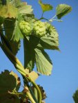 houblon (Humulus lupulus) en fruit (mi-septembre)