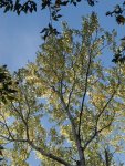 peuplier blanc (Populus alba)