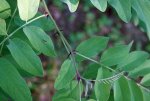 robinier (Robinia pseudoacacia)