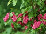 variété à fleurs doubles rose foncé de l'aubépine à deux styles (Crataegus laevigata)