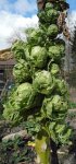 Chou de Bruxelles (Brassica oleracea gemmifera)