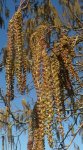 floraison de l'aulne de Corse (Alnus cordata)