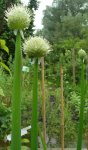 ciboule (Allium fistulosum)
