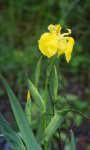 iris faux-acore (Iris pseudoacorus)