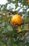 cognassier du Japon (Chaenomeles japonica) : fruit