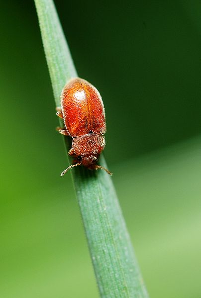 coccidule des marais (Coccidula rufa)