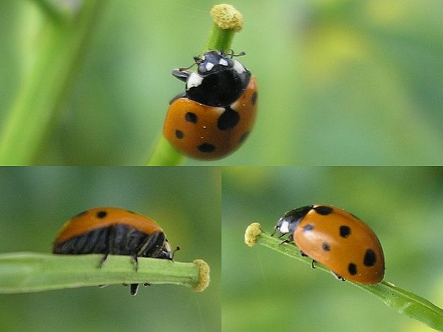 coccinelle à 11 points (Coccinella undecimpunctata)
