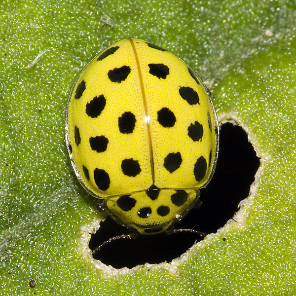 coccinelle à vingt-deux points (Psyllobora vigintiduopunctata)