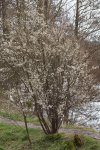 saule marsault (Salix caprea) en floraison