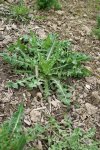 rosette de chicorée verte sauvage (Cichorium endivia)