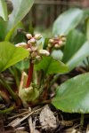 hampe florale du bergénia (Bergenia crassifolia)