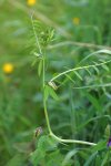 vesce à épis (Vicia cracca)