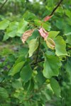 jeune pousse d'abricotier (Prunus armeniaca)