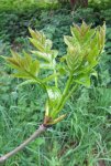 débourrement de frêne (Fraxinus excelsior)