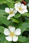néflier (Mespilus germanica) : floraison