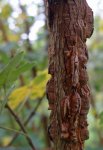 écorce liégeuse de l'érable champêtre (Acer campestre)