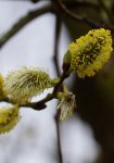 saule marsault (Salix caprea) en floraison