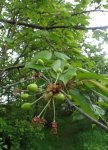 merisier (Prunus avium), début de fructification