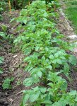 rang de pomme de terre (Solanum tuberosum) au potager