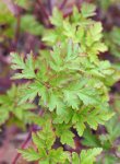 herbe à Robert (Geranium robertianum) : jeune feuillage