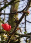 cognassier du Japon (Chaenomeles japonica) : ouverture d'une fleur