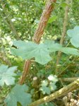 rameau liégeux d'érable champêtre (Acer campestre)