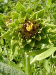 inflorescence d'aunée (Inula helenium) en bouton (1er juillet)