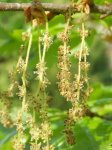 fleurs mâles de chêne sessile (rouvre)