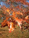 feuilles de chêne des marais (Quercus palustris, mi-novembre)