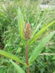 épiaire des marais (Stachys palustris)