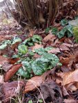cyclamen de Naples en hiver (Cyclamen hederifolium)