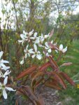 floraison de l'amélanchier (Amelanchier canadensis)