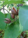 paulownia en fruit (Paulownia tomentosa)