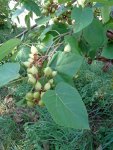 paulownia en fruit (Paulownia tomentosa)