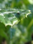 feuille de chardon-Marie (Silybum marianum)
