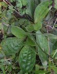 rosette de feuilles du plantain moyen (Plantago media)