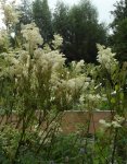 floraison de reine-des-prése (Filipendula ulmaria)