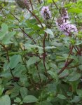 menthe poivrée (Mentha × pipereta)