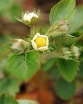 fraisier des bois (Fragaria vesca) : bouton floral