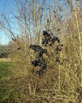 viorne mancienne (Viburnum lantana) : fructification