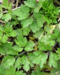 feuillage de renoncule rampante (Ranunculus repens)