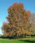 chêne des marais (Quercus palustris)