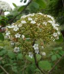 viorne mancienne (Viburnum lantana) en fin de floraison