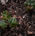 pointement de la rhubarbe (Rheum × rhabarbarum, mi-mars)