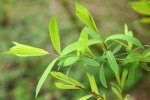 saule pourpre (Salix purpurea)